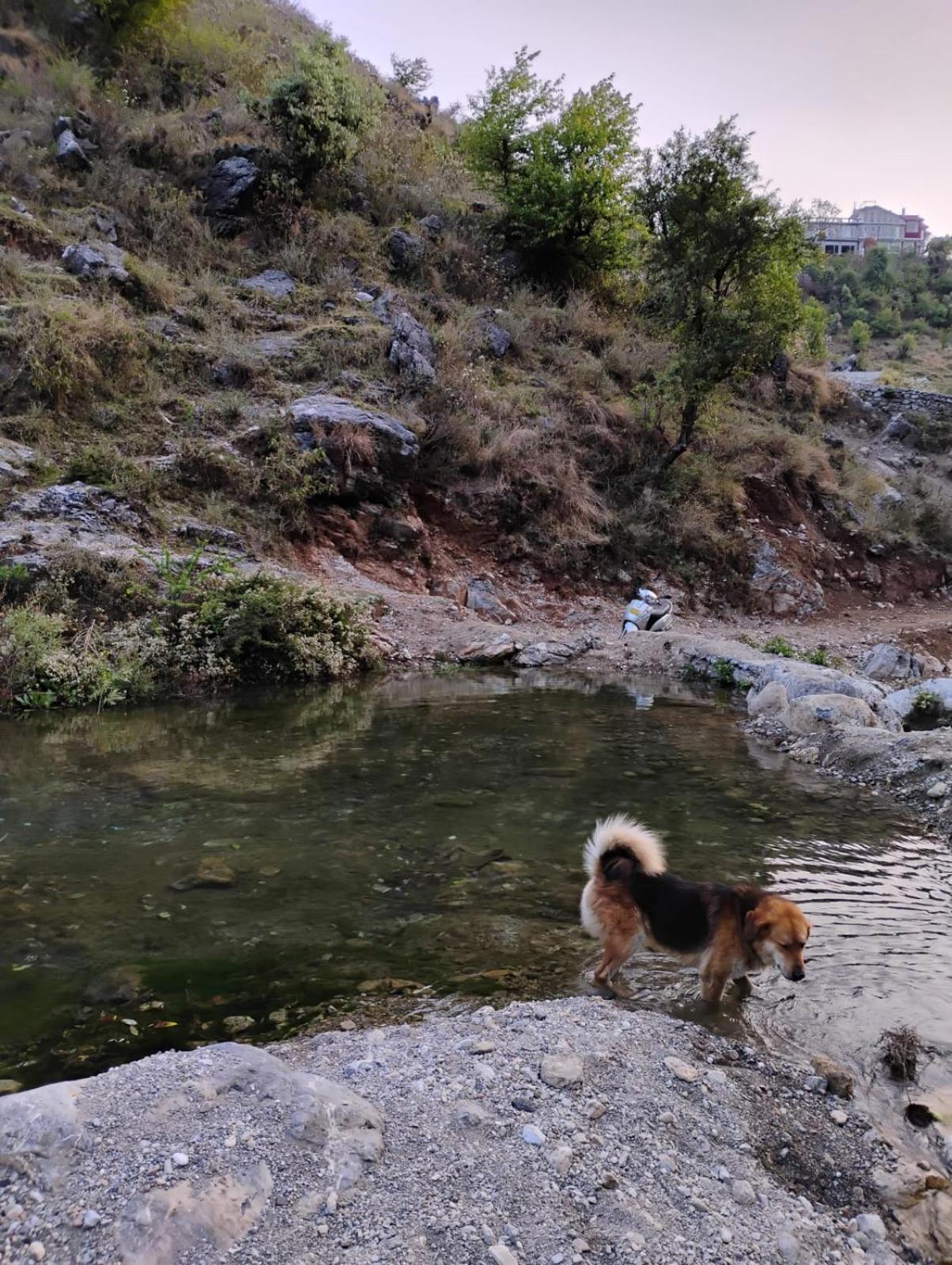 Rivulet Resort & Camping Mussoorie Kültér fotó
